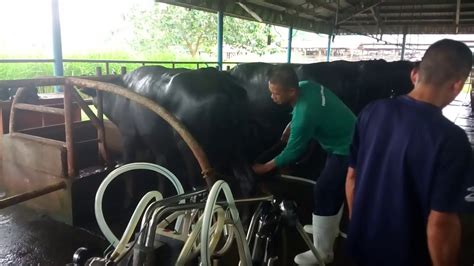 cebu milkee|manila milker.